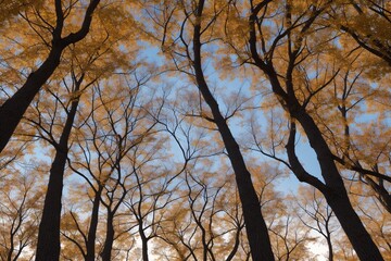 silhouettes of trees against the sky, emphasizing the intricate patterns of branches and the overall majestic structure of the autumn forest