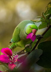 Rose ringed parakeet