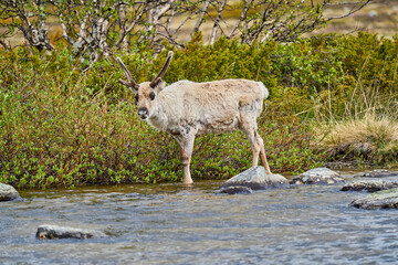 Fototapeta premium European Reindeer, Rangifer tarandus, also Caribou.