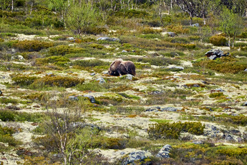 Muskox, Ovibos moschatus, standing in the subarctic tundra