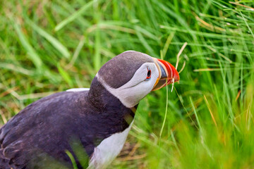 Cute and adorable Puffin, fratercula, on a cliff in Norway.