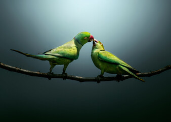 Rose ringed parakeet