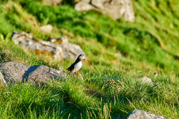Cute and adorable Puffin, fratercula, on a cliff in Norway.
