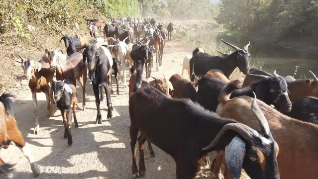 herd of goats going to forest for grazzing HD goat farming