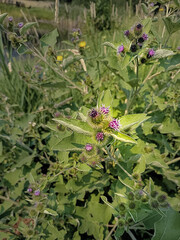Flowering Invasive Greater Burdock Plant with Green Grass Background