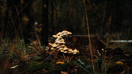 Colorful mushrooms in the forest in autumn