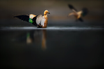 Common shelduck bird