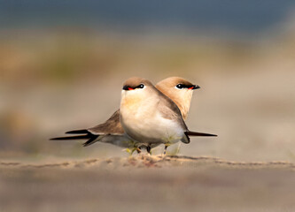 Cute pratincole