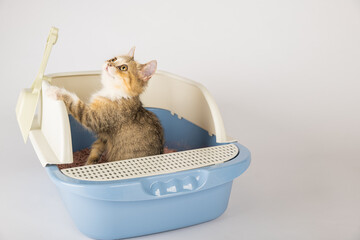 An isolated cat perched in a litter box on a pristine white background. Highlighting the importance...