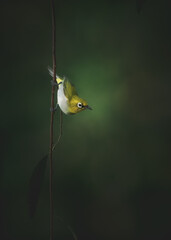 White eye bird