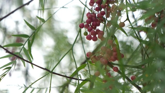 Pink peppercorn Schinus molle, peppercorn tree berry berries on the tree video