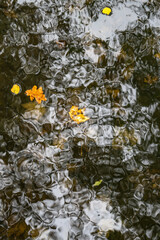 Abstract water  background of natural shapes and drawings with floating leaves.
