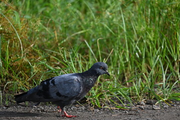 A rock pigeon is seen in the road side of a field walking on the ground