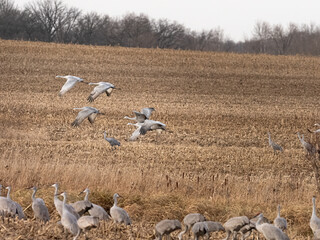 a small flock of sandhill cranes flying across harvested corn fields during migration while staging in Minnesota