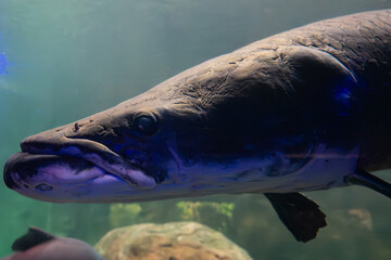 Arctic Char Close-Up Underwater