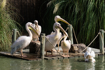 Pelicans Gathering on a Wooden Dock