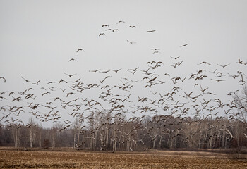 a large flock of sandhill cranes flying across gray skies during migration while staging in...