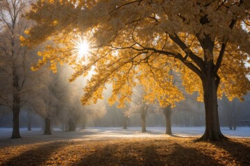 Autumn trees in the park with sunrays trough leaves