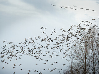 a large flock of sandhill cranes flying across gray skies during migration while staging in Minnesota