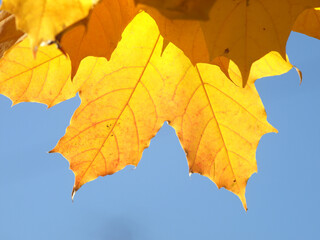 Naklejka na ściany i meble Golden maple leaf against a sunny blue sky in warm autumn