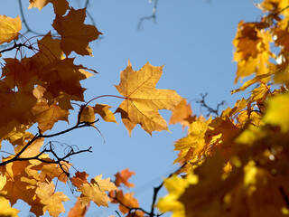 Golden maple leaf against in sunny day