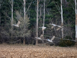 a small flock of sandhill cranes flying near woods during migration while staging in Minnesota