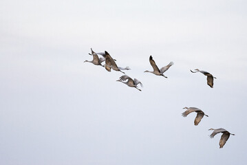 a small flock of sandhill cranes flying across gray skies during migration while staging in...