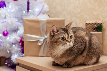 Charming British cat sits in the background of Christmas presents, close-up, christmas card