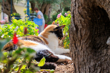 Black, red and white street cat on the island of Corfu