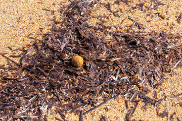 Neptune ball made of plant fibres matted by the sea on Agios Georgios Beach on the island of Corfu