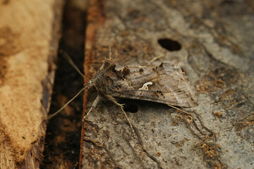 Close up of the brown Silver Y moth, Autographa gamma, sitting on a piece of wood in the garden