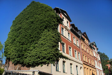 Side wall of a house overgrown with ivy, green building on a city street