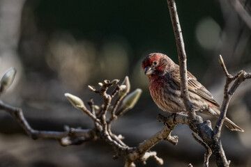 robin on a branch