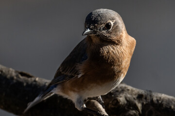 sparrow on a branch
