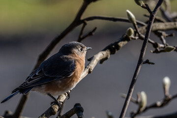robin on a branch