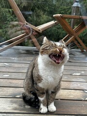 Domestic cat, domestic kitten