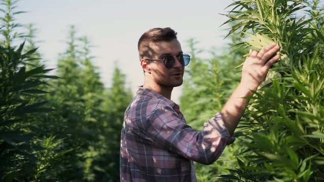 A guy runs through a field of marijuana among tall bushes