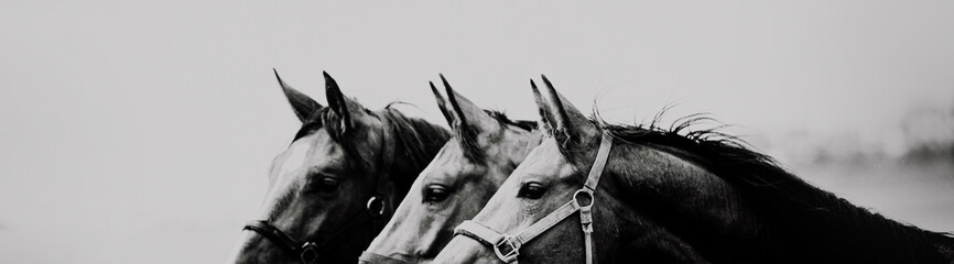 Black and white portrait of three beautiful horses in profile against the sky. Agriculture and livestock. Horse care. Equestrian life.