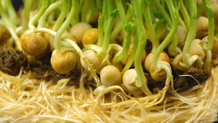 sprouted pea roots. sprouted pea micro greens. healthy eating concept. micro greens farm. eco products.