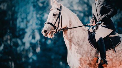 A beautiful dappled gray horse with a rider in the saddle gallops at equestrian competitions on a...