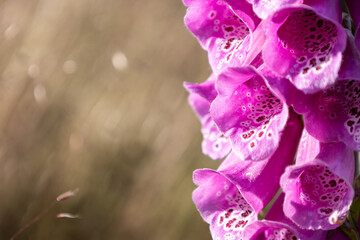 Purple foxglove flower detail on brown blurred bokeh background © mejn