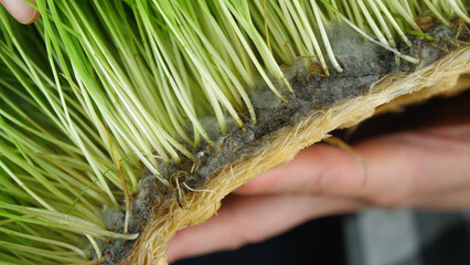 wheat sprout roots. black mold close-up. Infestation of grain.