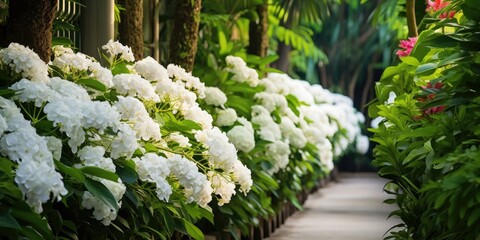 Tropical Elegance - White Flowers and Green Leaves Lining a Beautiful Alley - Ornamental Plants Creating a Serene Green Background 