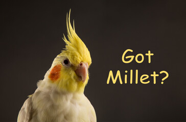Bird memes, Got Millet? Funny bird memes, Cockatiel Portrait, Lutino Cockatiel