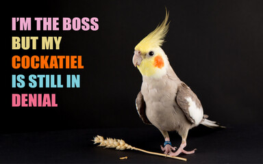 Funny bird memes, I'm the boss, but my cockatiel is still in denial, cute cockatiels - obrazy, fototapety, plakaty