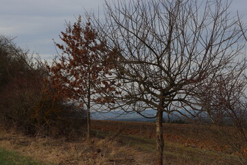 trees in the morning