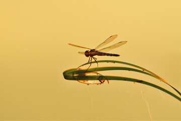 	トンボのシルエット