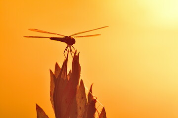 トンボのシルエット © UI_forever
