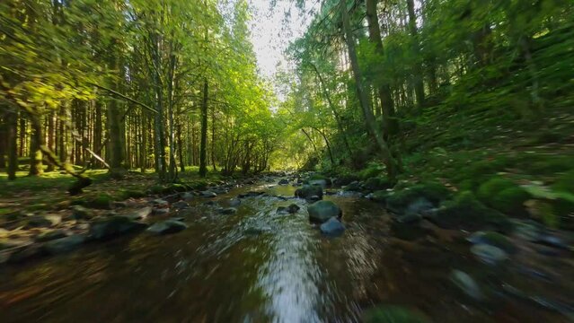 fpv drone flying above river thought forest with autumn colors sunny day Vosges