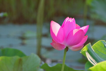 朝の福島潟（新潟県）